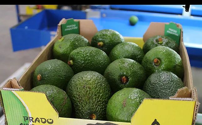 south african avocados for export