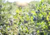 Zim blueberry farmers gear up for Chinese market