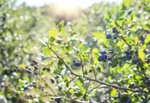 Zim blueberry farmers gear up for Chinese market