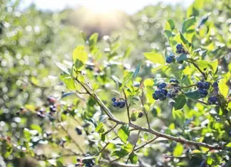 Zim blueberry farmers gear up for Chinese market