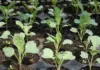 Grow your own cabbage seedlings