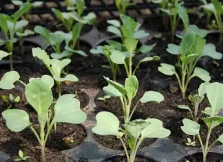 Grow your own cabbage seedlings