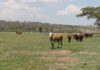 South Africa places biosecurity at the centre of G20 agricultural agenda