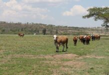 South Africa places biosecurity at the centre of G20 agricultural agenda