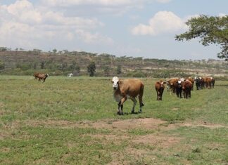 South Africa places biosecurity at the centre of G20 agricultural agenda