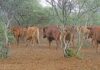 Industry, government warn against use of illegal FMD vaccines