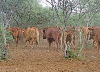 Industry, government warn against use of illegal FMD vaccines
