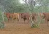 Suspected case of FMD in Western Cape, farm under quarantine suspected case of foot and mouth disease in cattle