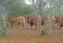 Suspected case of FMD in Western Cape, farm under quarantine suspected case of foot and mouth disease in cattle