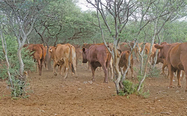 suspected case of foot and mouth disease in cattle