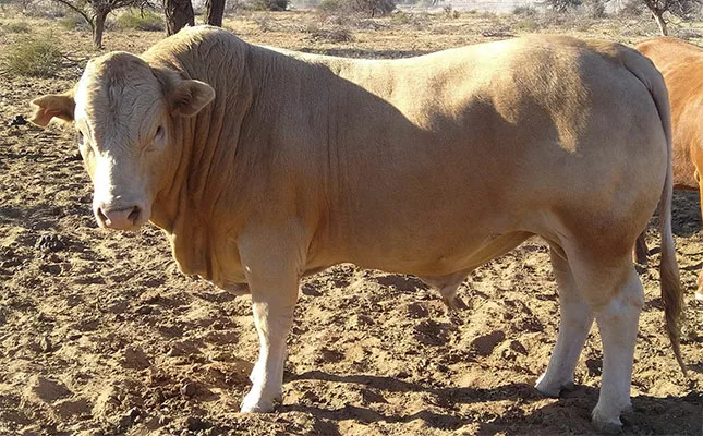 Desert cattle operation reaps rewards of regenerative agriculture