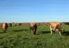 Dairy industry eyes rollout of DIVA-type FMD vaccine in 2026