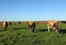 Dairy industry eyes rollout of DIVA-type FMD vaccine in 2026