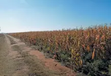Thirteen arrested after Free State farm attack