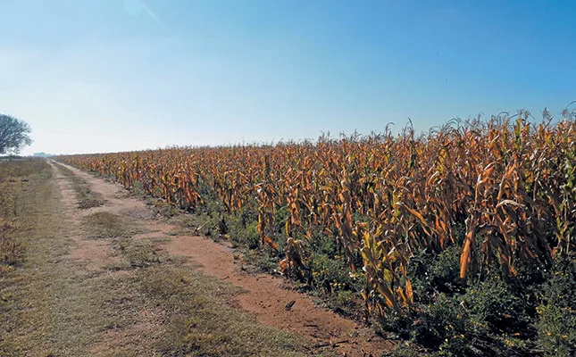 Thirteen arrested after Free State farm attack