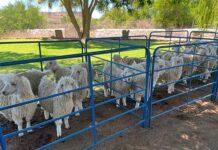 Focus on Angora fibre quality, goat health at Murraysburg Farmers’ Day