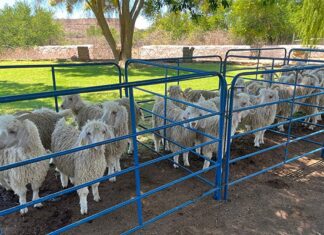 Focus on Angora fibre quality, goat health at Murraysburg Farmers’ Day