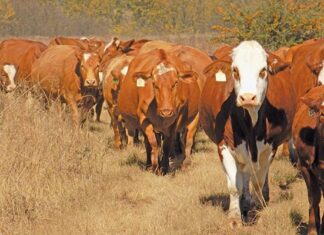 Resistance to internal and external parasite control in the beef cattle sector is a worry