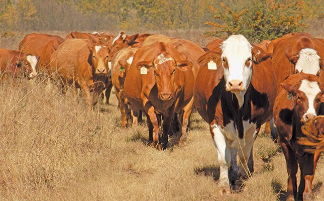 Resistance to internal and external parasite control in the beef cattle sector is a worry
