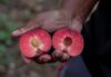 TopFruit: pioneering stone fruit varieties for every season