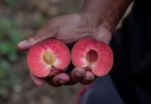 TopFruit: pioneering stone fruit varieties for every season