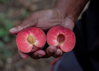 TopFruit: pioneering stone fruit varieties for every season