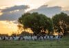A Boer goat stud on the rise