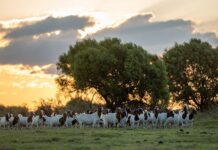 A Boer goat stud on the rise
