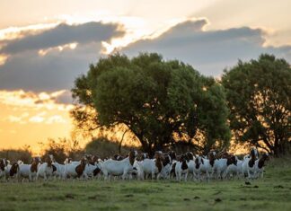A Boer goat stud on the rise
