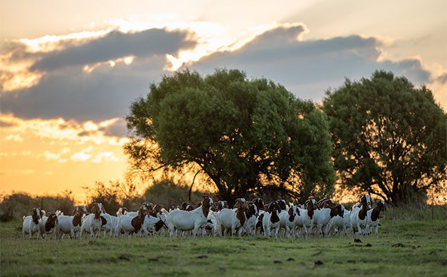 A Boer goat stud on the rise