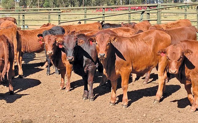 Boran cattle drive productivity on Free State farm