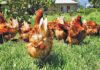 Balancing welfare and viability in cage-free egg farming