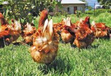 Balancing welfare and viability in cage-free egg farming