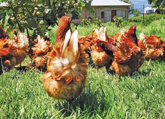 Balancing welfare and viability in cage-free egg farming