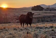 Beef BLUP: keeping estimated breeding values balanced