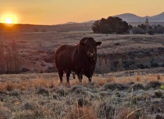 Beef BLUP: keeping estimated breeding values balanced