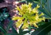 Poisonous shrub behind sudden livestock deaths