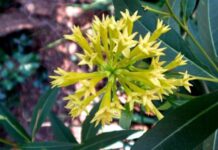 Poisonous shrub behind sudden livestock deaths