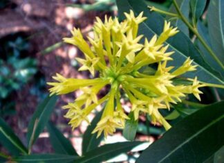 Poisonous shrub behind sudden livestock deaths