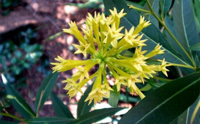 Poisonous shrub behind sudden livestock deaths