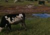 FMD case in Eastern Cape highlights communal grazing challenge