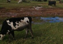 FMD case in Eastern Cape highlights communal grazing challenge