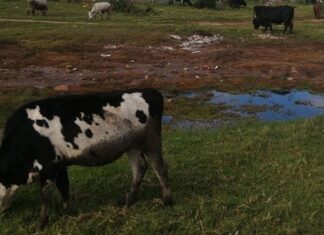FMD case in Eastern Cape highlights communal grazing challenge