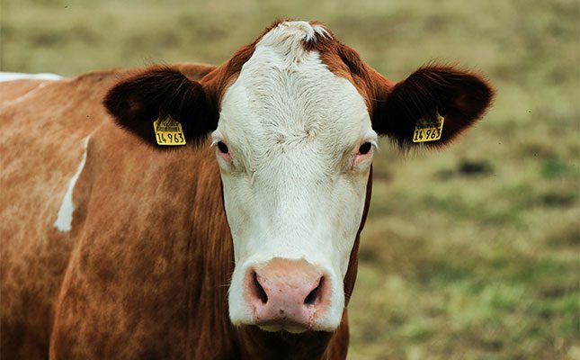 Understanding South Africa’s animal identification laws