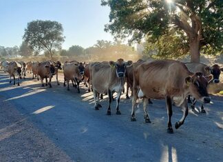 Steenhuisen unveils the FMD vaccination plan for the national herd