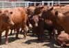 South Africa’s FMD crisis: A sector running out of time