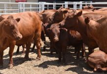 South Africa’s FMD crisis: A sector running out of time