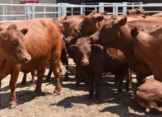South Africa’s FMD crisis: A sector running out of time