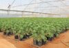 Trial and error, good relationships: key to veggie farmer’s success
