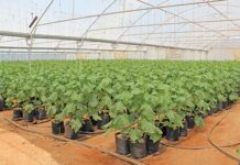 Trial and error, good relationships: key to veggie farmer’s success
